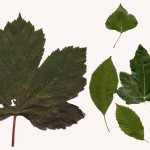 british tree leaves , 4 British Tree Leaves In Plants Category