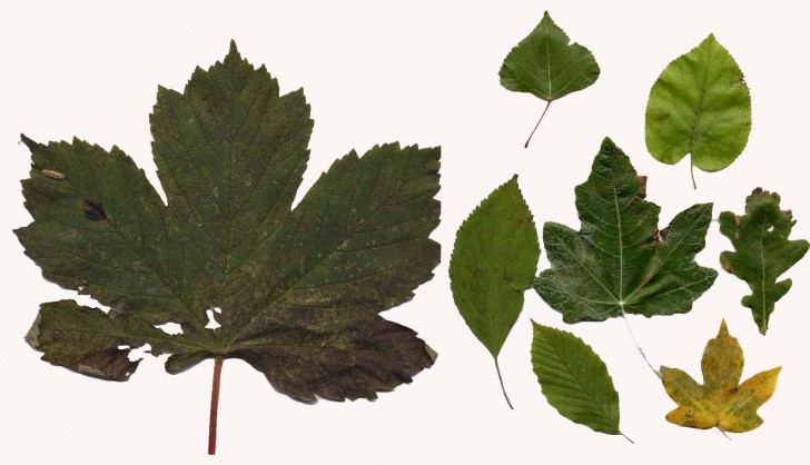 Plants , 4 British Tree Leaves : British Tree Leaves