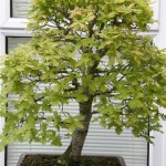 british tree species , 6 British Tree Photos In Plants Category