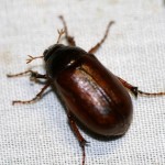 brown beetle bugs , 6 Brown Beetle Bugs In Bug Category