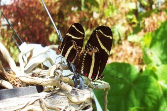 Butterfly Mating Season Photo , 8 Photos Of Zebra Longwing Butterfly Mating In Butterfly Category