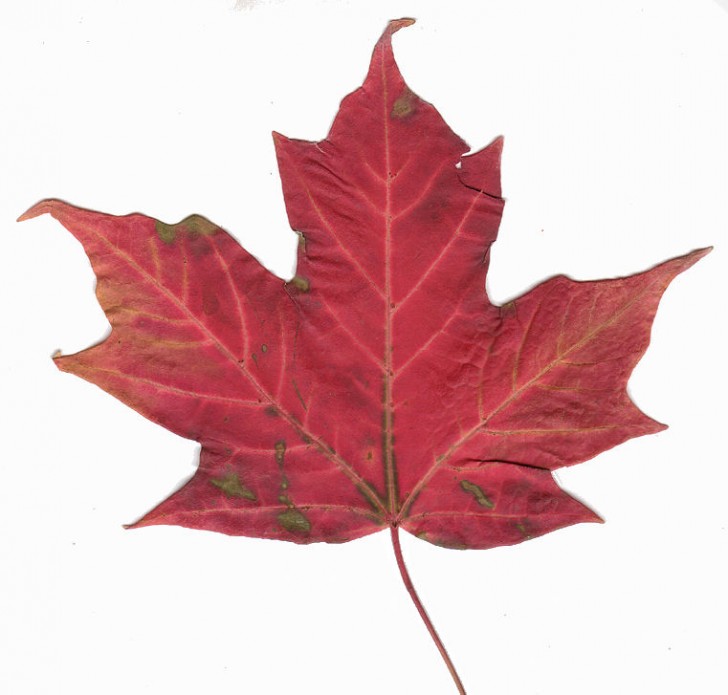 Plants , 7 Maple Leaf Photos : Canadian Maple Leaf Picture