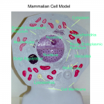cell eukaryotic animal labeled , 6 Animal Cell Labeled In Cell Category