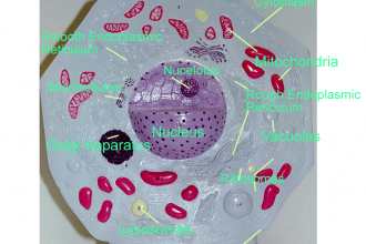 Cell Eukaryotic Animal Labeled , 6 Animal Cell Labeled In Cell Category