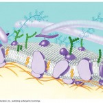 cell membrane , 6 Pictures Of Cellular Membrane In Cell Category