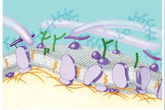 cell membrane in Butterfly