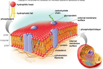 Cell Membrane Diagram , 6 Pictures Of Cellular Membrane In Cell Category