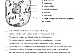 Cell Organelle Quiz , 6 Test On Cell Structure And Function In Cell Category