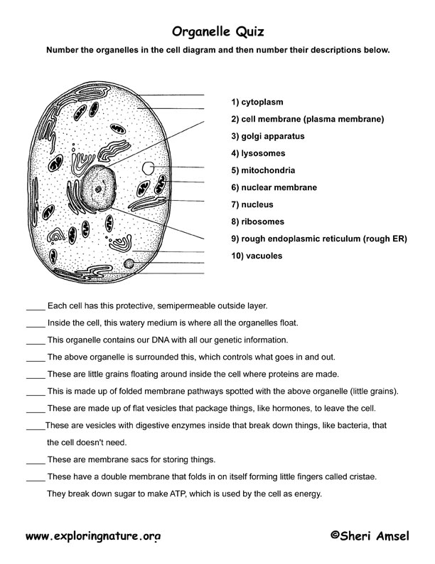 cell-organelle-quiz-biological-science-picture-directory-pulpbits