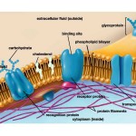 cellular membrane function , 6 Pictures Of Cellular Membrane In Cell Category