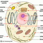 children's plant cell activities , 5 Plant Cell Activities For Kids In Cell Category