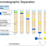 chromatographic Separation Picture , 6 Plant Pigment Chromatography In Plants Category