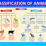 classification of animals diagram , 5 Types Of Invertebrates In Invertebrates Category