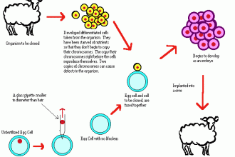 cloning in Cell