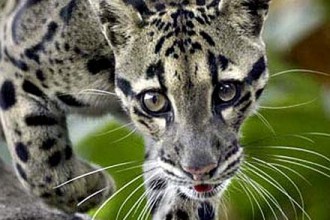 Clouded Leopard Spots Eyes , 7 Clouded Leopard Facts In Mammalia Category