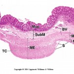 colon histology , 6 Photos Of Anatomy Histology In Cell Category