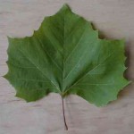 common british trees lea , 4 British Tree Leaves In Plants Category