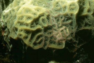 Coral , 9 Marine Invertebrates In Invertebrates Category