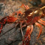 crayfish picture , 6 Crayfish Images In Decapoda Category