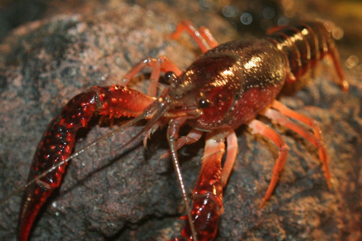 Decapoda , 6 Crayfish Images : Crayfish Picture