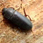 darkling beetle , 6 Bug Or Beetle In Bug Category