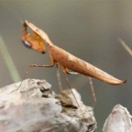 dead leaf mantis , 6 Pictures Of Leaf Mantis In Orthoptera Category