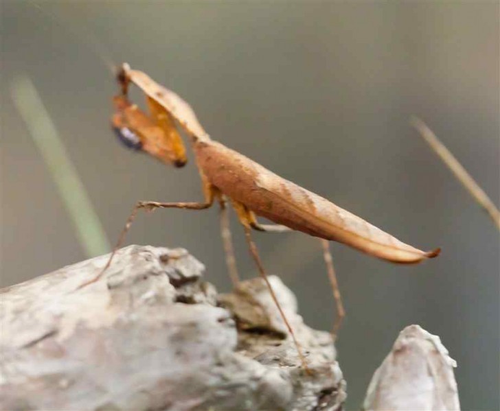 Orthoptera , 6 Pictures Of Leaf Mantis : Dead Leaf Mantis