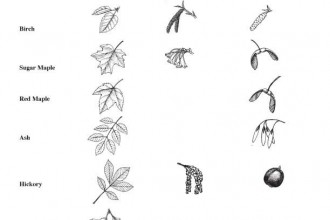 Deciduous Tree Guide , 4 Oak Tree Leaf Identification Key In Plants Category
