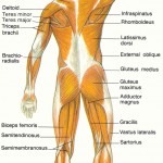 diagram of muscular system , 6 Muscular System Pictures Labeled In Muscles Category