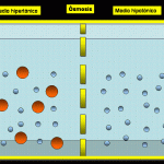 diffusion of water , 6 Pictures Of Osmosis Of Water In Cell Category