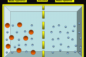 diffusion of water in Cell