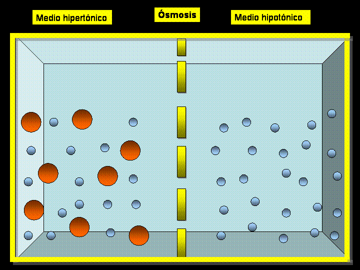 Cell , 6 Pictures Of Osmosis Of Water : Diffusion Of Water