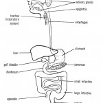 digestive system , 7 Label The Parts Of The Digestive System In Organ Category