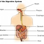 digestive tract , 7 Label The Parts Of The Digestive System In Organ Category