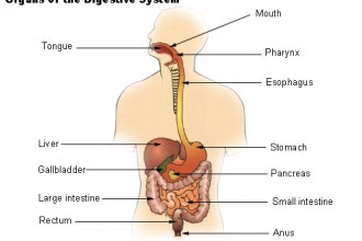 digestive tract in Bug