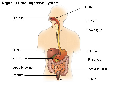 Organ , 7 Label The Parts Of The Digestive System : Digestive Tract