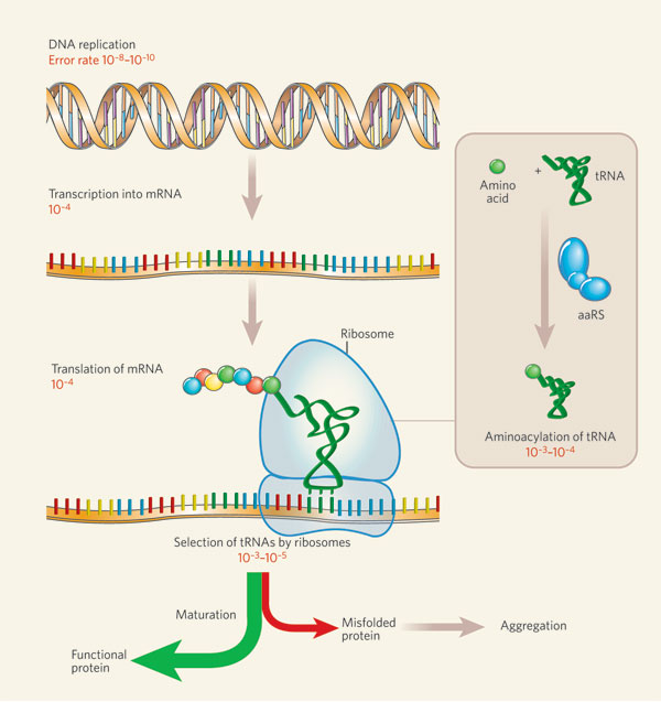 dna rna protein synthesis test