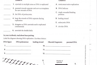 Dna Structure Dna Replication Animation , 7 Dna Synthesis Quiz In Genetics Category