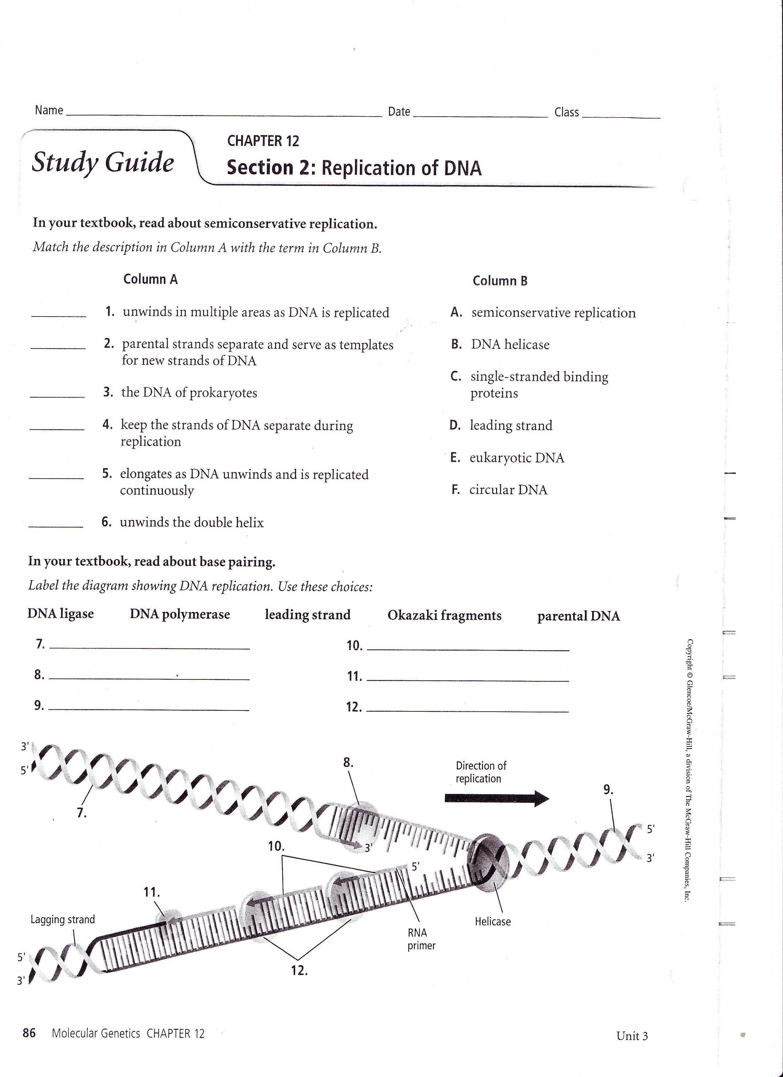 Structure Of Dna And Replication Worksheet Answers Slide Share
