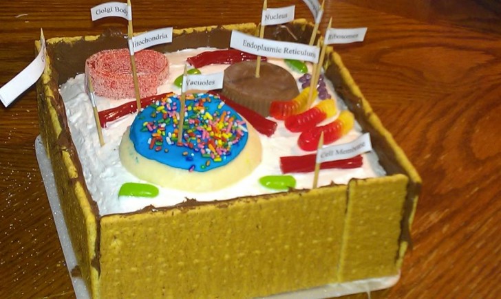 Cell , 5 Edible Plant Cell Project Ideas : Edible Model Of A Plant Cell