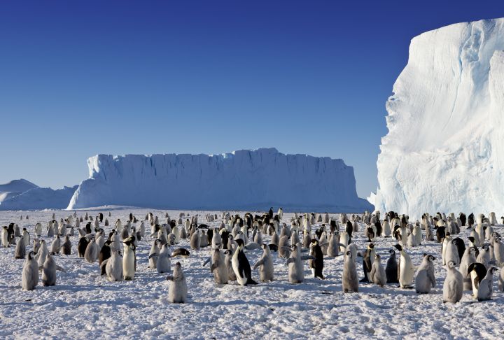 Birds , 6 Emperor Penguins Facts : Emperor Penguins Population