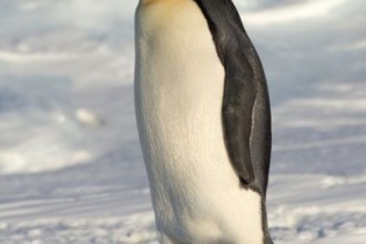 Birds , 6 Emperor Penguins Facts : emporer penguin