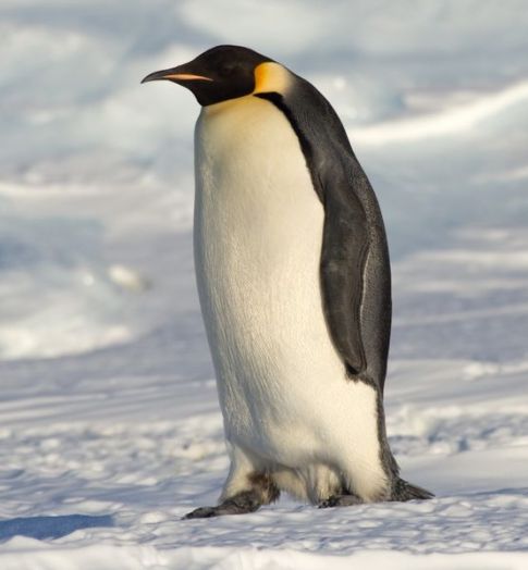 Birds , 6 Emperor Penguins Facts : Emporer Penguin