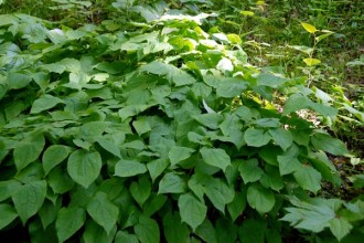 epimedium herb in Plants