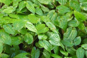 epimedium herbal in Plants