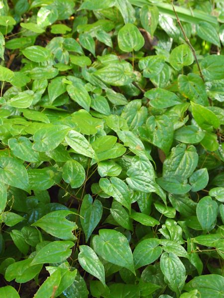 Plants , 6 Epimedium Herb : Epimedium Herbal