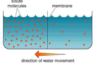 Equilibrium Of Water Pressure , 6 Pictures Of Osmosis Of Water In Cell Category
