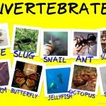 examples of invertebrates , 5 Types Of Invertebrates In Invertebrates Category