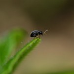 flea beetle , 6 Small Black Beetle Like Bugs In Bug Category