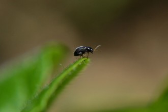 Flea Beetle , 6 Small Black Beetle Like Bugs In Bug Category